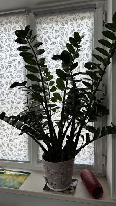 Комнатные цветы в горшке