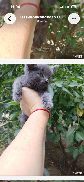 Бесплатно в добрые руки
