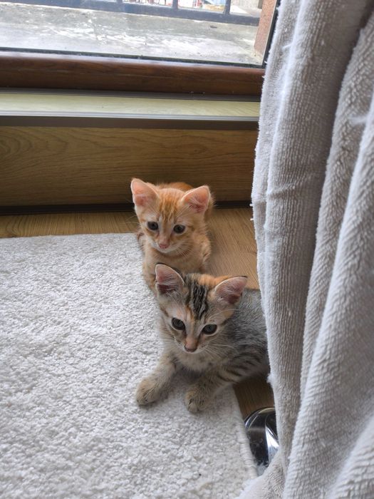 Нежна домашна котка на 2,5 месеца търси своя дом