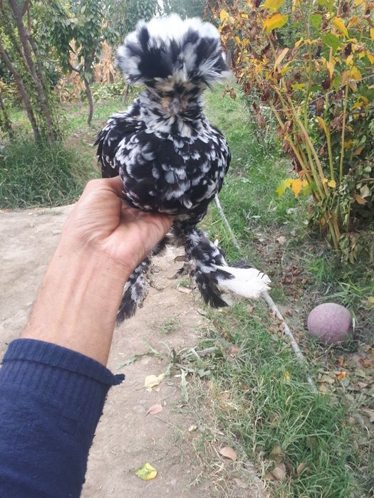 Паррандалар сотилади