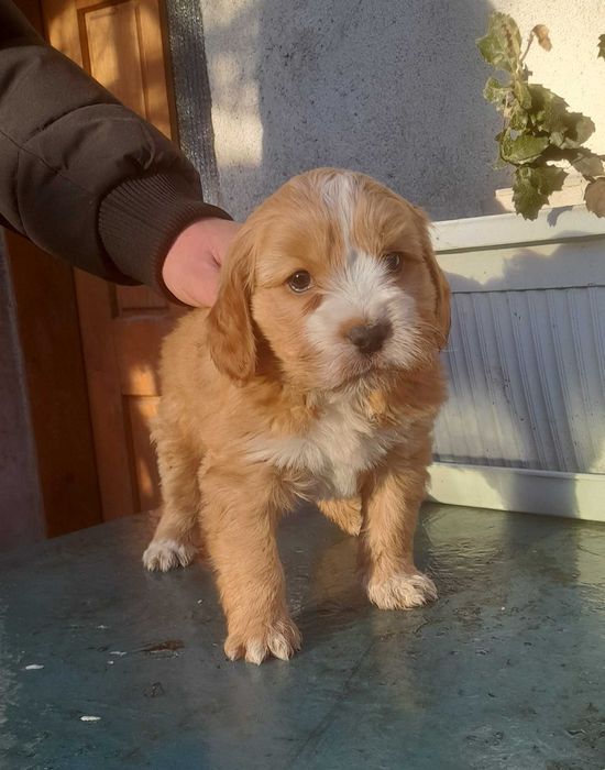 Кокер х Лагото - кученца