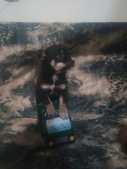 Свободни момчета чухопинчери