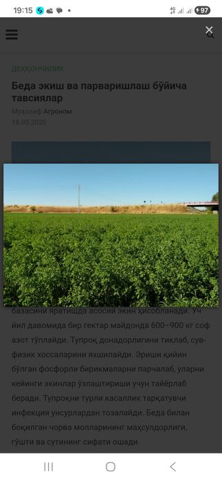 Беда сотилади бир йиллик хосили факат сотилади