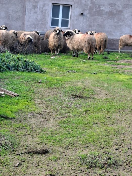 15 oi breze si un berbec