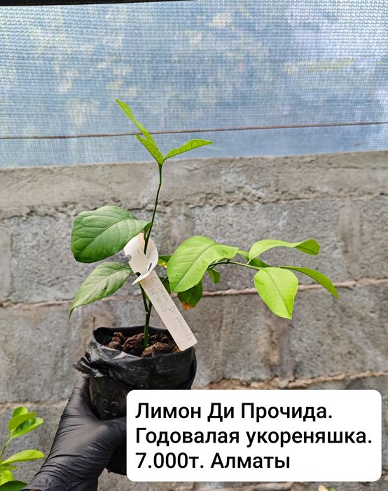 Лайм, лимон, апельсин - плодовые экзоты