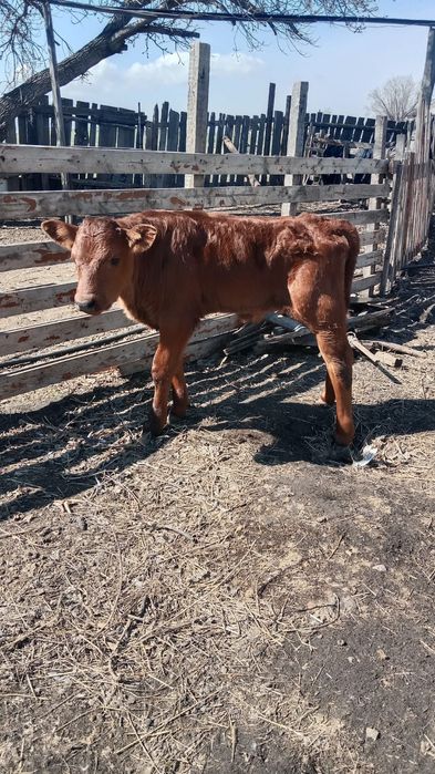 Продам телят, бычок и тёлочка