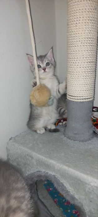 Scottish fold, Scottish strayd {okras mramor}