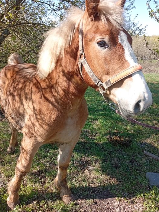 Vând mânz de 11 luni