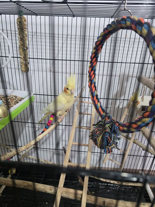 Сформированная пара Корелл для разведения