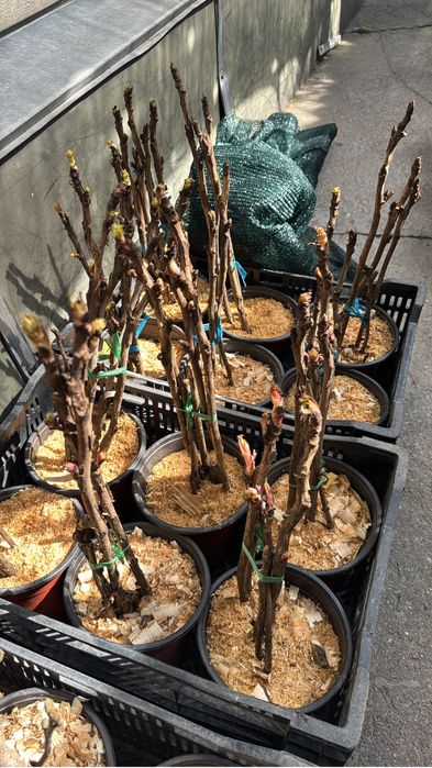 Пион древовидный 3 сорта