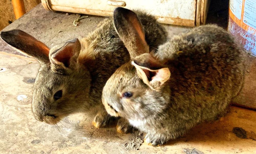 Flandr bolalari sotuvi yaqin bron qilish mumkin