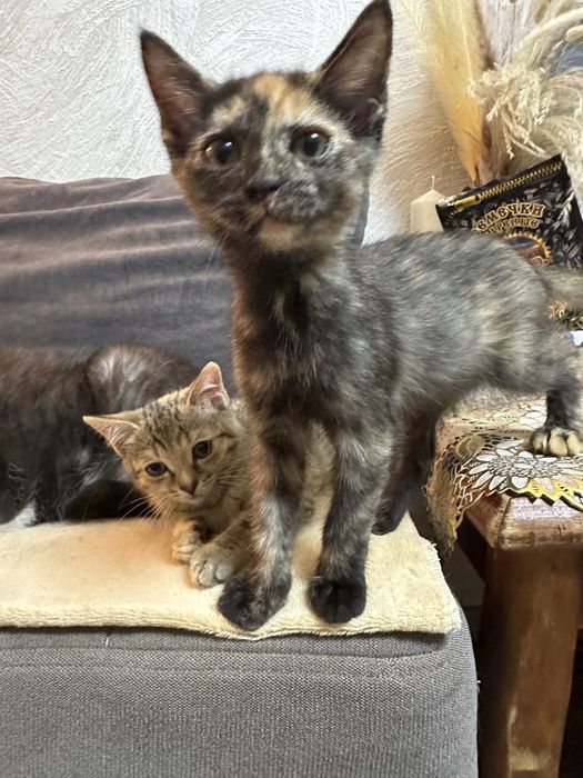 Котята ищут любящих хозяев