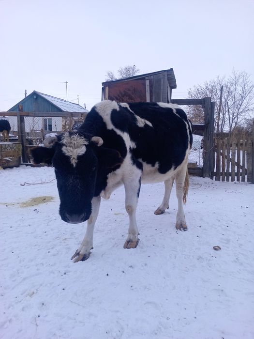 Продам корову с теленкам г. Павлодар