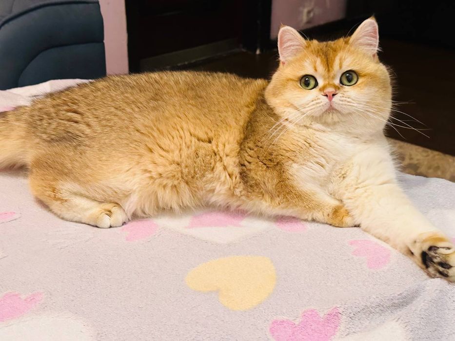 Приглашает на вязку