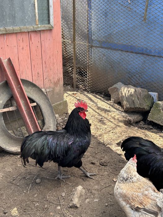 Cocos Australorp
