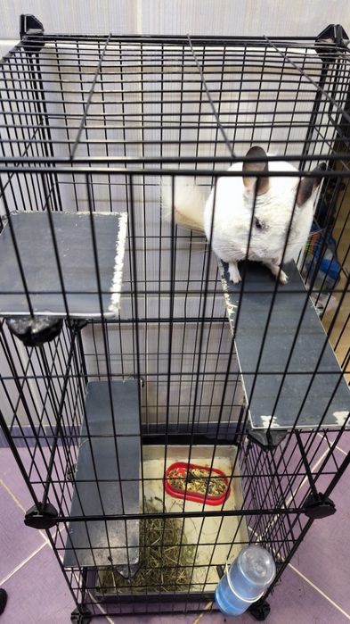 Chinchila , sinsila, vând