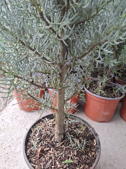 Аризоника Кипарис 1м Италия Привазной. Kiparis.