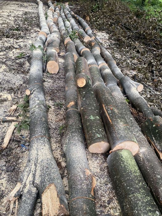 Sc depozit autorizat vindem lemne de foc