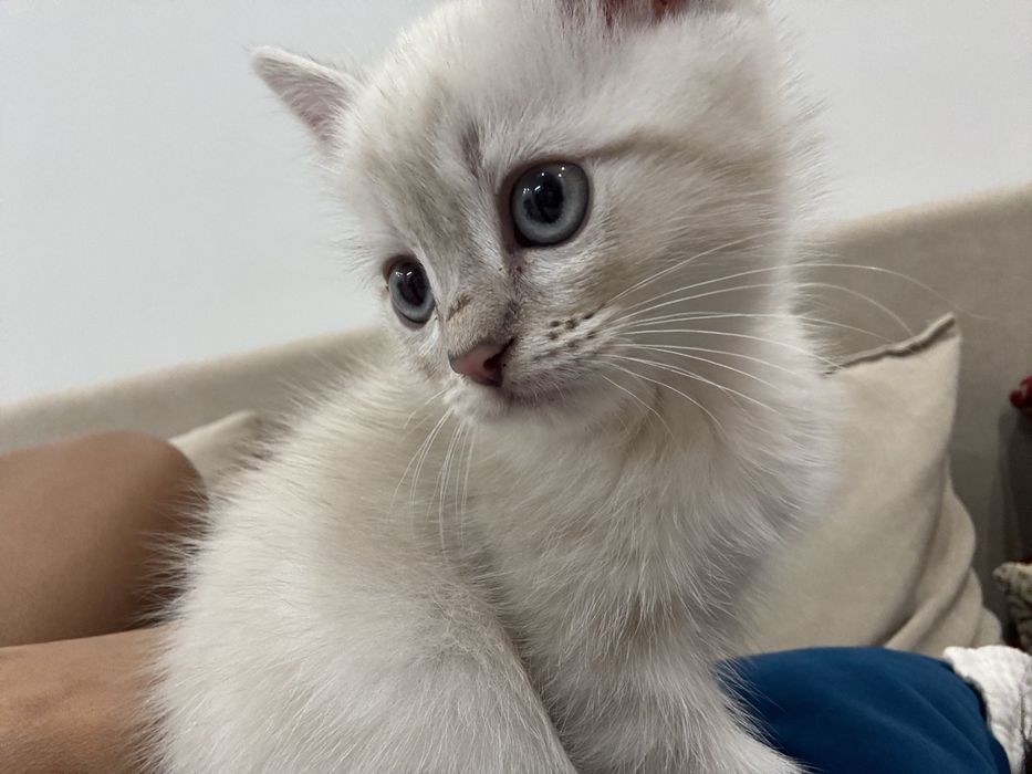Продам очаровательного котёнка
