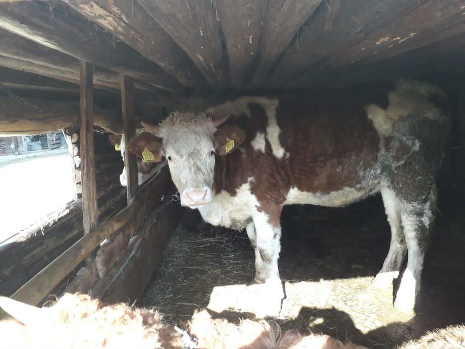 Vând vacă gestantă și juninci