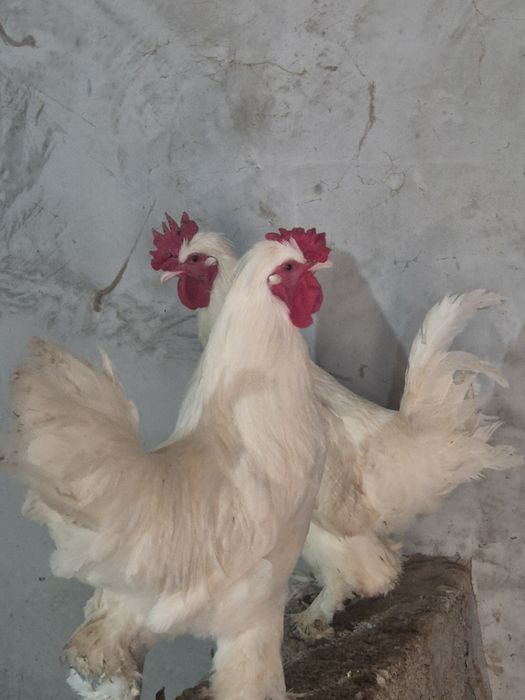 Продаётся петухи