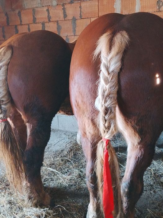 Doi ieapa de vanzare