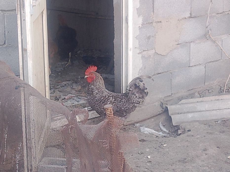 Продам молодых питухов