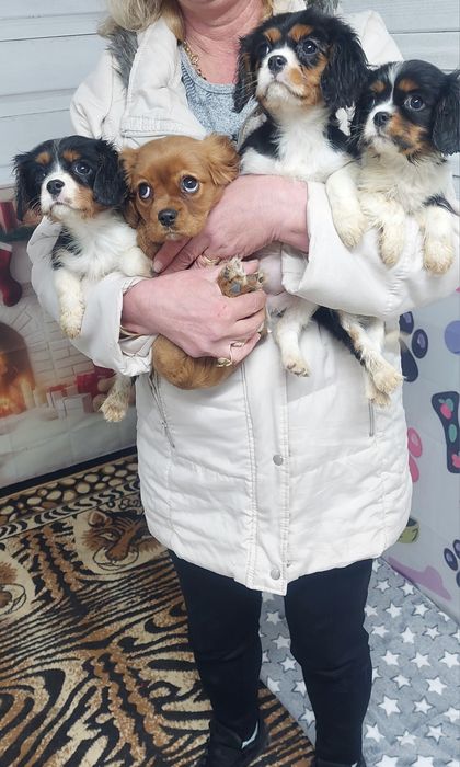 Кавалер кинг чарлз шпаньол.