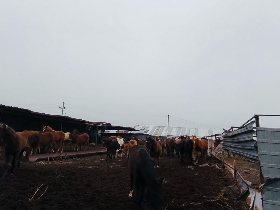 Продам лошадей 50 голов