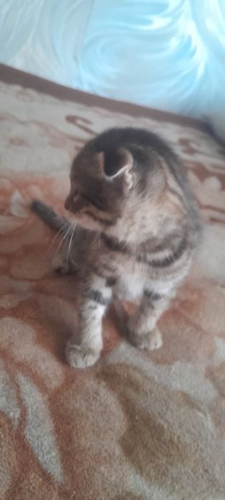 продам шотладских котят