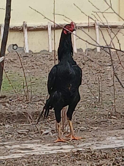 Дакан сатылады таза