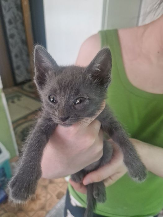 Котёнок серенький