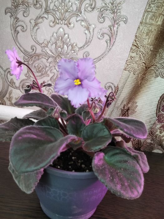 Продам фиалки красивый сорт
