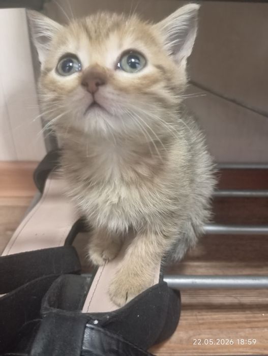 Котята красивые.