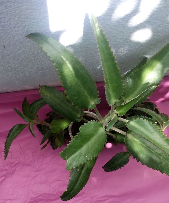 Живое дерево -каланхоэ