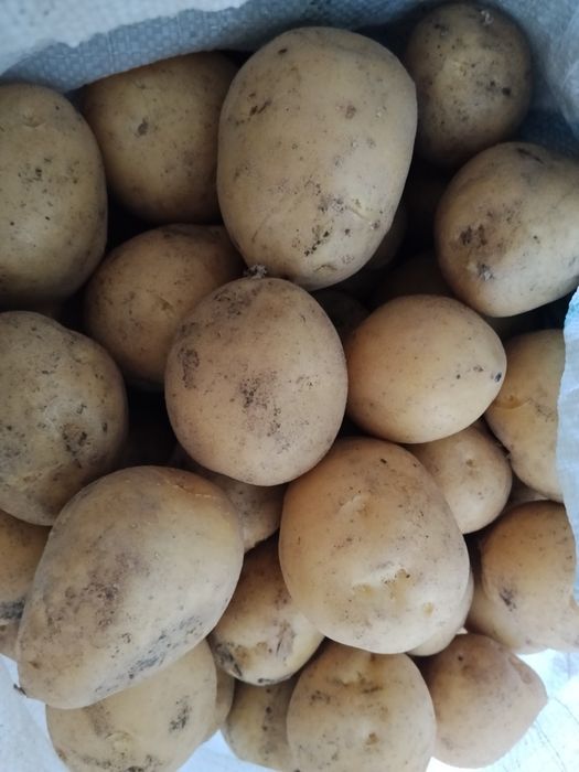 Продам картофель