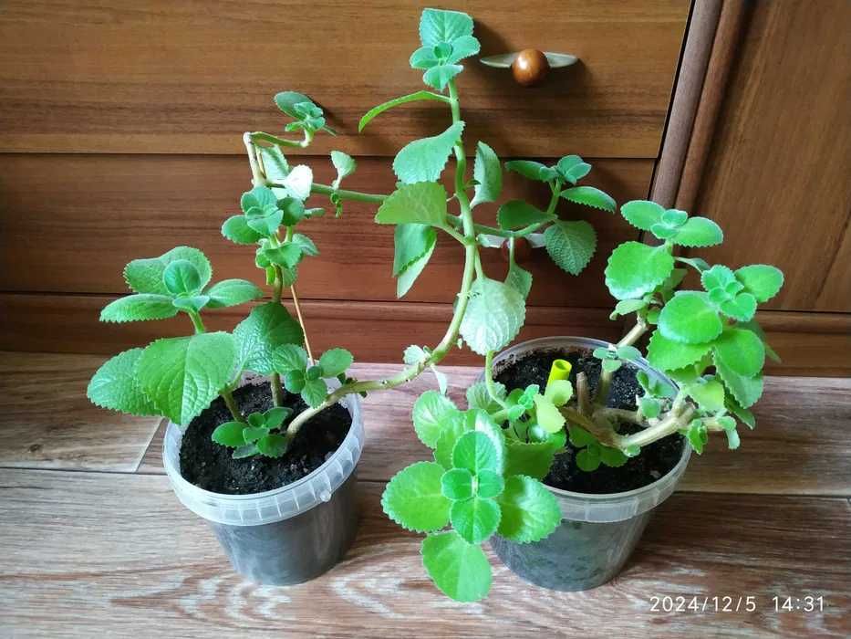 мята комнатные цветы