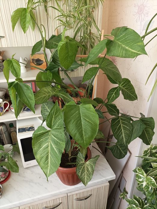 Сингониум батерфляй бабочка