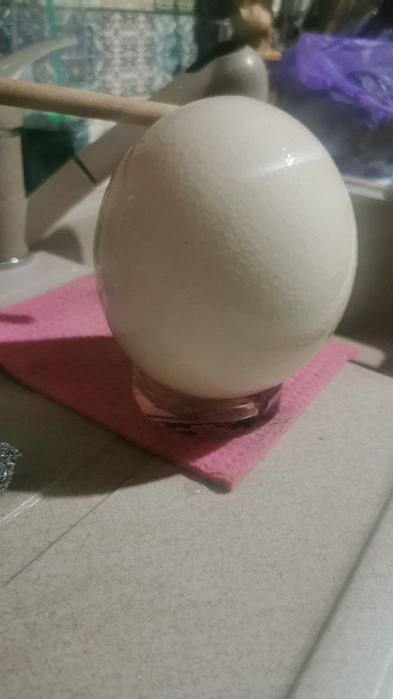 vand oua de strut 100de lei buc la peste 5 buc ee 70 de lei