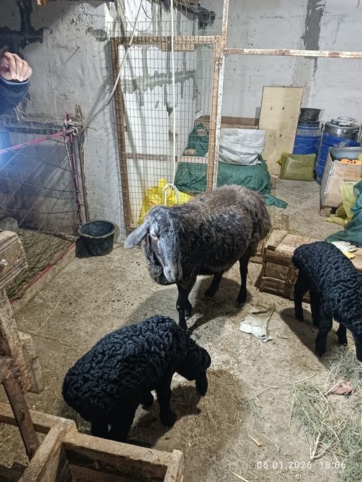 Эгиз Она ва куйлар.