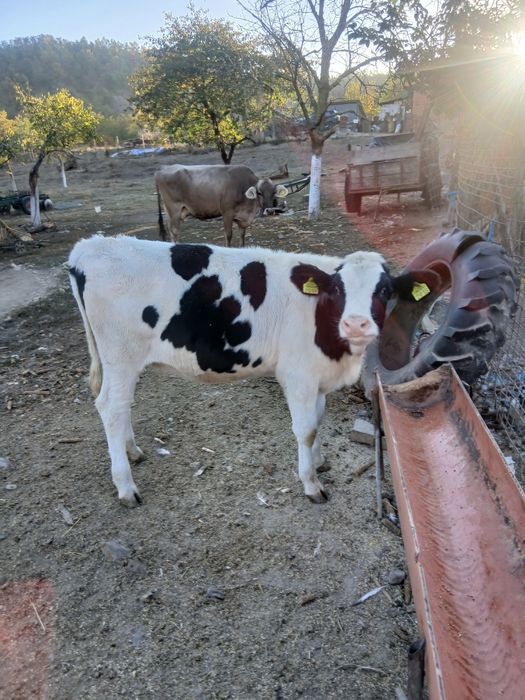 Vînd vițea holstein
