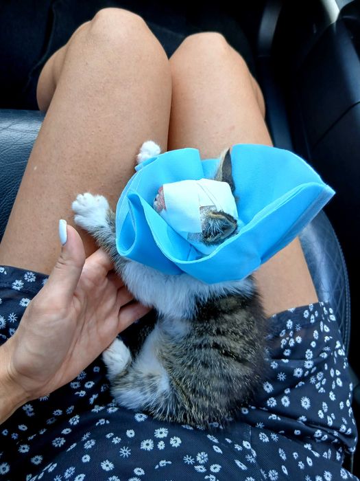 Котенце си търси дом