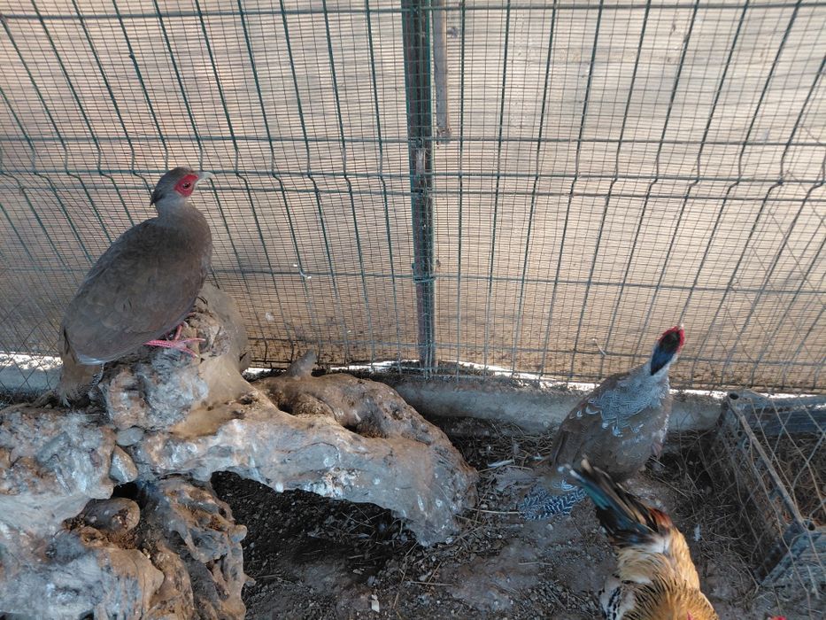 Vând fazani argintii