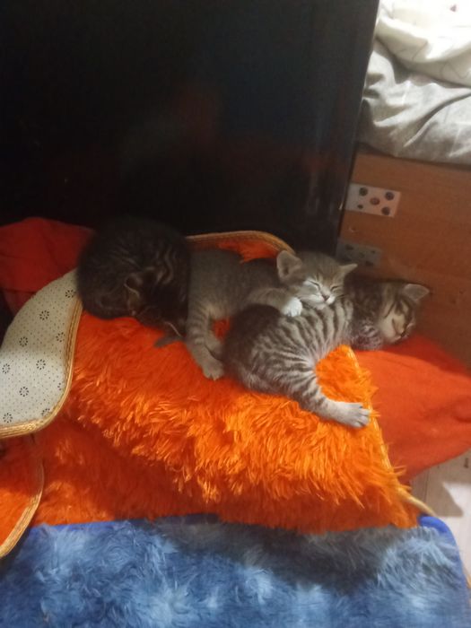 Отдам котят от британской мамы.