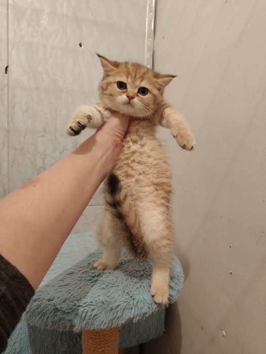 Шиншиллы золотые