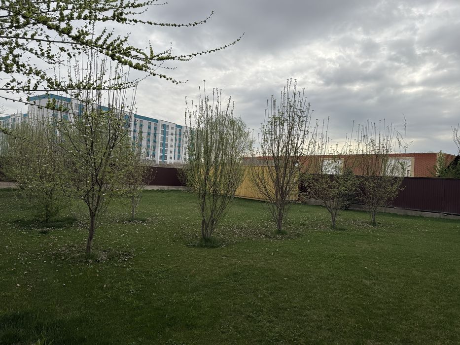 Продам туи, елки, яблони