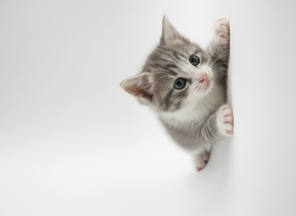 Срочно продаю месячных котят