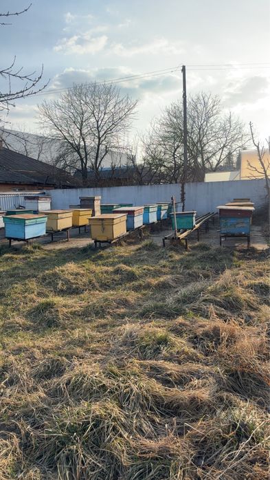 Vând albine cu tot cu stupi