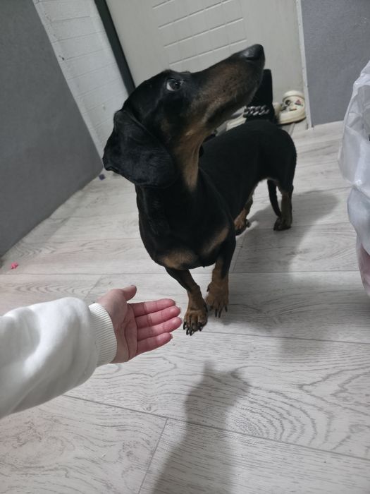 Собака породы Такса