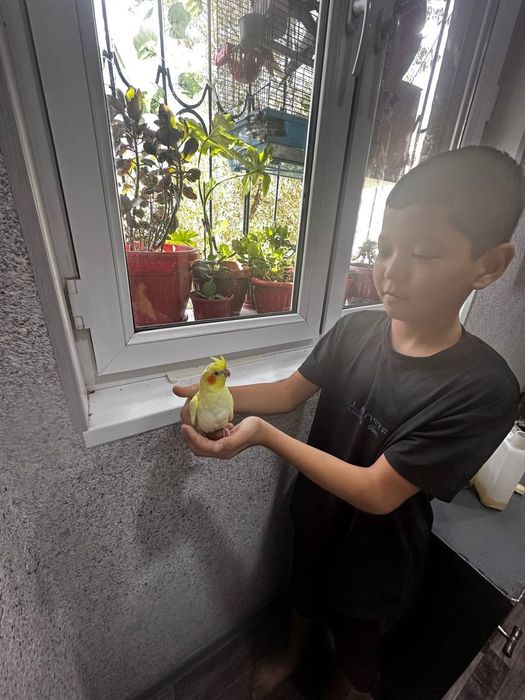 Srochna sog'lom karella bolalari sotiladi